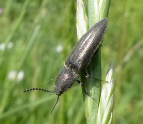 Cidnopus pilosus